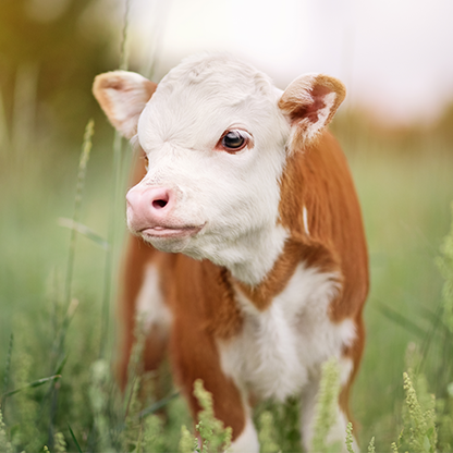 Buzağı Beslemede İlk 3 Ayın Önemi