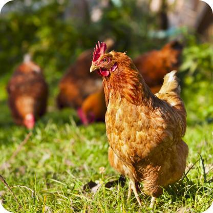 Yumurta Tavuk Beslemede Doğru Yaklaşımlar